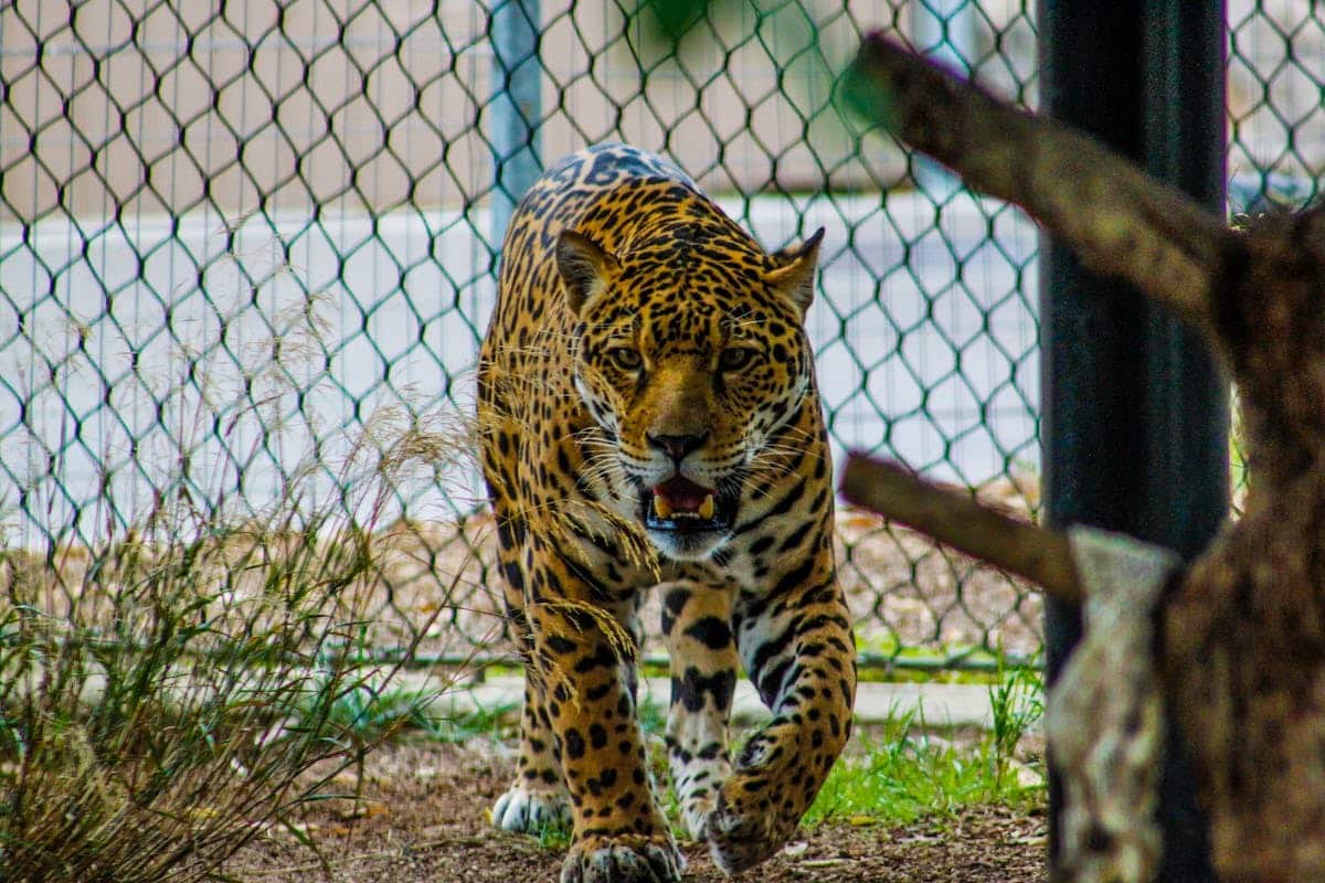 zoo bretagne